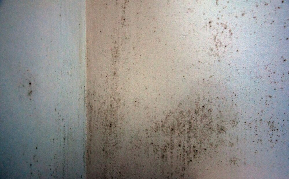 Mold in the corner of a wall